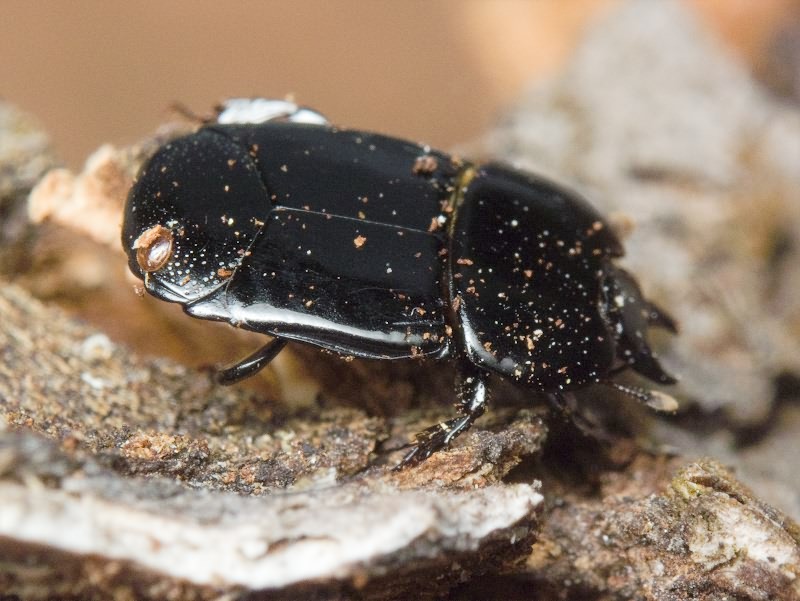 Hololepta plana (Sulzer, 1776)